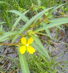 Ludwigia linearis