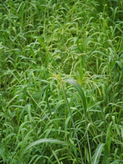 Sorghum arundinaceum