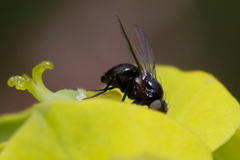 Diptera