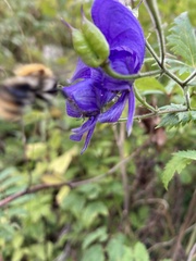 Aconitum degenii