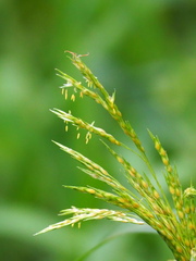 Sorghum arundinaceum