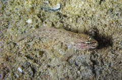 Gobius bucchichi
