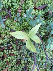 Lysimachia borealis