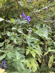 Aconitum degenii