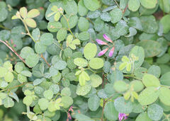 Lespedeza procumbens