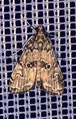 Elophila gyralis