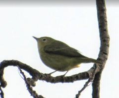 Leiothlypis ruficapilla