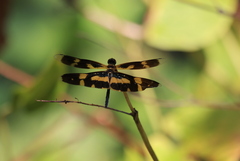 Rhyothemis variegata