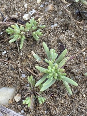 Suaeda maritima