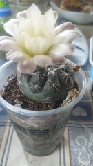 Gymnocalycium