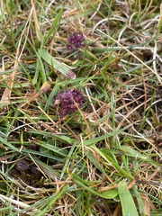 Thymus praecox britannicus