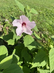 Hibiscus moscheutos