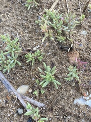 Suaeda maritima