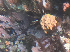 Tubastraea coccinea