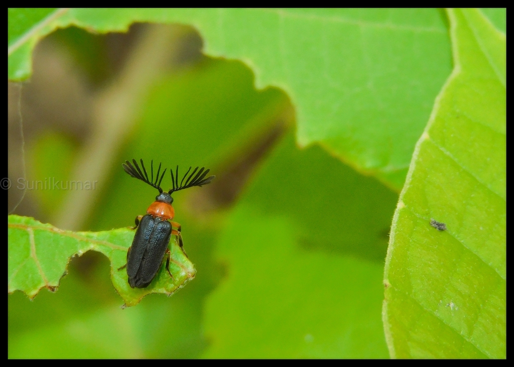 Click, Firefly, and Soldier Beetles from 5V7V+72Q BNHS natural reserve