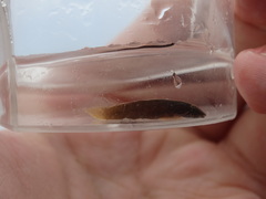 Lepadogaster candolii