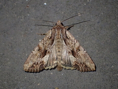 Apamea monoglypha