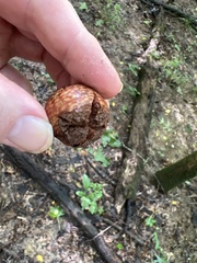 Amphibolips quercusjuglans
