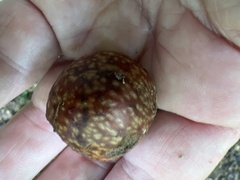 Amphibolips quercusjuglans