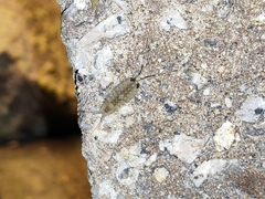 Ligia exotica