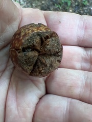 Amphibolips quercusjuglans