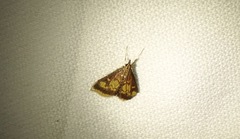 Pyrausta acrionalis