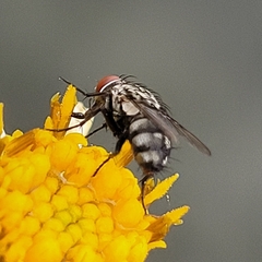 Sarcophagidae