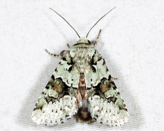 Lacinipolia implicata