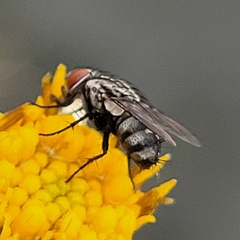 Sarcophagidae