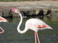 Phoenicopterus roseus