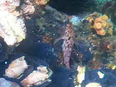 Cirrhitichthys oxycephalus