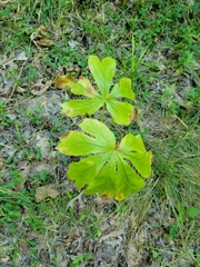 Podophyllum peltatum