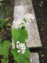 Fagopyrum