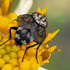 Sarcophagidae