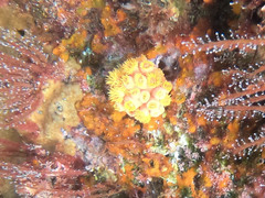Tubastraea coccinea