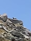 Marmota marmota