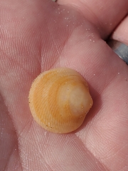 Divalinga quadrisulcata