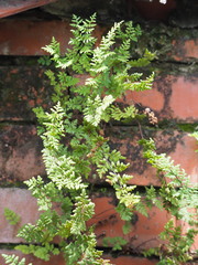Cheilanthes nudiuscula