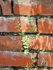 Cheilanthes nudiuscula