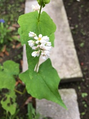 Fagopyrum