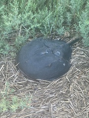 Limulus polyphemus