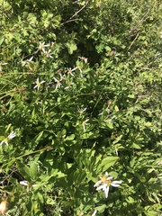 Eucephalus engelmannii