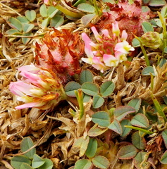 Trifolium physodes
