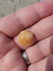 Divalinga quadrisulcata