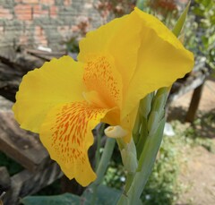 Canna × generalis