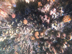 Tubastraea coccinea