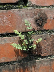 Cheilanthes nudiuscula