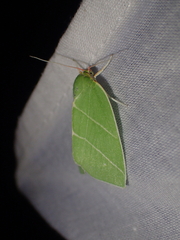 Bena bicolorana