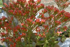 Kalanchoe