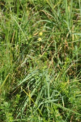 Agrimonia eupatoria